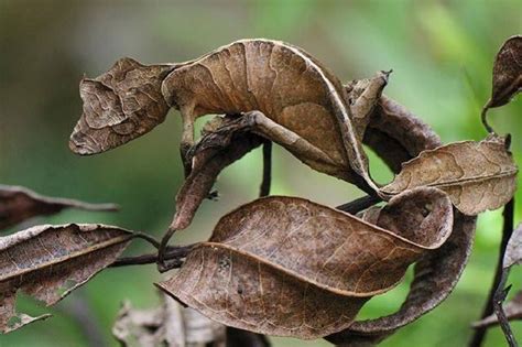 壁虎叫財|在風水學中：家裡進壁虎是什麼寓意？4種預兆要「小心」了